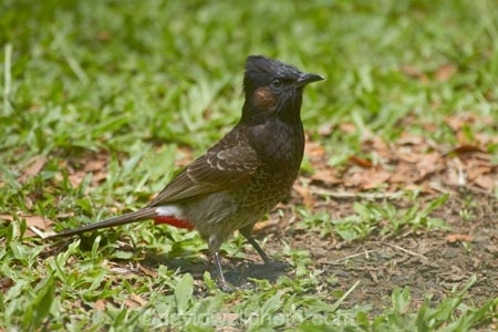 Animal;animals;Avian;Bird;bird-watching;bird_watching;birds;eco-tourism;eco_tourism;ecotourism;Fauna;Fij;Fiji-Islands;island;islands;Nadi;Nature;Ornithology;Pacific;Pycnonotus-cafer;Red_vented-Bulbul;South-Pacific;Viti-levu;wild;Wildlife;Wing