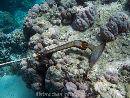 anchor;anchors;Coral-Coast;coral-reef;coral-reefs;Crusoes-Resort;Crusoes-Retreat;Crusoes-Resort;Crusoes-Retreat;diving;Fij;Fiji-Islands;island;islands;marine;marine-environment;marine-life;marinelife;oceanlife;Pacific;reef;reefs;scuba-diving;sealife;South-Pacific;tropical-reef;tropical-reefs;under-water;under_water;undersea;underwater;underwater-photo;underwater-photography;underwater-photos;Viti-Levu;Viti-Levu-Is;Viti-Levu-Island