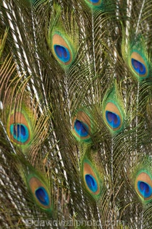 blue;Coral-Coast;feather;feathers;Fij;Fiji-Islands;green;Korotogo;Kula-Eco-Park;Kula-Ecopark;Pacific;peacock;peacock-feather;peacock-feathers;peacocks;Sigatoka;South-Pacific;tourist-attraction;tourist-attractions;turqoise;Viti-Levu;Viti-Levu-Island