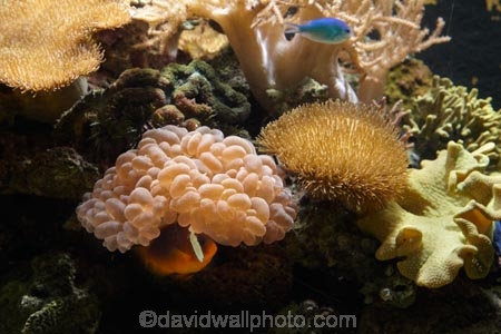 Amphiprion-frenatus;bridled-clownfish;Coral-Coast;coral-reef;coral-reefs;Fij;Fiji-Islands;Korotogo;Kula-Eco-Park;Kula-Ecopark;marine;marine-life;marinelife;oceanlife;Pacific;red-clownfish;reef;reefs;sealife;Sigatoka;South-Pacific;tomato-anemonefish;tomato-clownfish;tourist-attraction;tourist-attractions;tropical-fish;tropical-fishes;tropical-reef;tropical-reefs;under-water;under_water;undersea;underwater;underwater-photo;underwater-photography;underwater-photos;Viti-Levu;Viti-Levu-Island