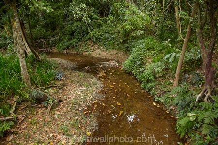 brook;brooks;Coral-Coast;creek;creeks;fern;ferns;Fij;Fiji-Islands;flora;flow;forest;forestry;forests;green;Korotogo;Kula-Eco-Park;Kula-Ecopark;lush;native-bush;outdoor;outdoors;Pacific;rainforest;rainforests;rainforrests;Sigatoka;South-Pacific;stream;streams;tourist-attraction;tourist-attractions;tree;trees;undergrowth;Viti-Levu;Viti-Levu-Island;water;watercourse;wet