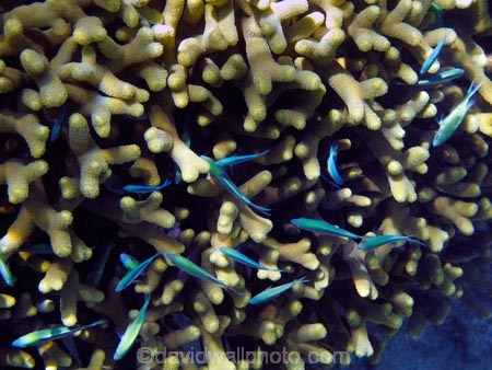Blue-Damselfish;Blue-Damselfishes;Coral-Coast;coral-reef;coral-reefs;Damselfish;Damselfishes;diving;Fij;Fiji-Islands;fish;Korotogo;marine;marine-environment;marine-life;marinelife;oceanlife;Outrigger-on-the-Lagoon;Pacific;Pacific-Ocean;reef;reefs;scuba-diving;sealife;Sigatoka;South-Pacific;tropical-fish;tropical-fishes;tropical-reef;tropical-reefs;under-water;under_water;undersea;underwater;underwater-photo;underwater-photography;underwater-photos;Viti-Levu;Viti-Levu-Island