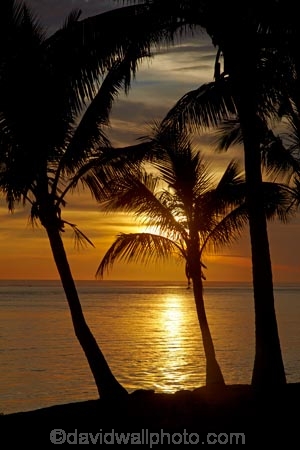 bronze;coconut-palm;coconut-palm-tree;coconut-palm-trees;coconut-palms;Coral-Coast;dusk;evening;Fij;Fiji-Islands;Korotogo;nightfall;orange;Pacific;Pacific-Ocean;palm;palm-tree;palm-trees;palms;Sigatoka;silhouette;silhouettes;sky;South-Pacific;sunset;sunsets;tropical-island;tropical-islands;twilight;Viti-Levu;Viti-Levu-Island