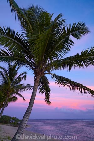 coast;coastal;coastline;coastlines;coasts;coconut-palm;coconut-palm-tree;coconut-palm-trees;coconut-palms;Coral-Coast;dusk;evening;Fij;Fiji-Islands;foreshore;Korotogo;nightfall;ocean;Pacific;Pacific-Ocean;palm;palm-tree;palm-trees;palms;pink;sea;shore;shoreline;shorelines;shores;Sigatoka;silhouette;silhouettes;sky;South-Pacific;sunset;sunsets;tropical-island;tropical-islands;twilight;Viti-Levu;Viti-Levu-Island;water