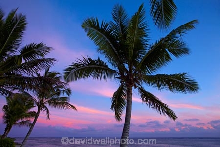 coast;coastal;coastline;coastlines;coasts;coconut-palm;coconut-palm-tree;coconut-palm-trees;coconut-palms;Coral-Coast;dusk;evening;Fij;Fiji-Islands;foreshore;Korotogo;nightfall;ocean;Pacific;Pacific-Ocean;palm;palm-tree;palm-trees;palms;pink;sea;shore;shoreline;shorelines;shores;Sigatoka;silhouette;silhouettes;sky;South-Pacific;sunset;sunsets;tropical-island;tropical-islands;twilight;Viti-Levu;Viti-Levu-Island;water
