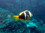 Amphiprion-clarkii;brain-coral;Clarks-anemonefish;Clarks-anemonefish;coast;coastal;coasts;coral;coral-reef;coral-reefs;corals;diving;Fij;Fiji;Fiji-Islands;fish;fishes;island;islands;Mamanuca-Group;Mamanuca-Is;Mamanuca-Island-Group;Mamanuca-Islands;Mamanucas;Mana-Is;Mana-Island;marine;marine-environment;marine-life;marinelife;North-Reef;ocean;oceanlife;Pacific;Pacific-Island;Pacific-Islands;reef;reefs;scuba;scuba-diving;sea;sealife;South-Pacific;tropical-fish;tropical-island;tropical-islands;tropical-reef;tropical-reefs;under-water;under_water;undersea;underwater;underwater-photo;underwater-photography;underwater-photos;water