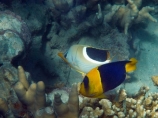 angelfish;Bicolor-Angel;Bicolor-angelfish;Bicolour-Angelfish;butterflyfish;Centropyge-bicolor;Chaetodon-ephippium;coast;coastal;coasts;coral;coral-reef;coral-reefs;corals;diving;Fij;Fiji;Fiji-Islands;fish;fishes;island;islands;Malolo-Lailai-Is;Malolo-Lailai-Island;Malololailai-Is;Malololailai-Island;Mamanuca-Group;Mamanuca-Is;Mamanuca-Island-Group;Mamanuca-Islands;Mamanucas;marine;marine-environment;marine-life;marinelife;ocean;oceanlife;Pacific;Pacific-Island;Pacific-Islands;Plantation-Is;Plantation-Is-Resort;Plantation-Island;Plantation-Island-Resort;reef;reefs;Saddle-butterflyfish;Saddled-butterflyfish;sea;sealife;snorkelling;South-Pacific;tropical-fish;tropical-island;tropical-islands;tropical-reef;tropical-reefs;under-water;under_water;undersea;underwater;underwater-photo;underwater-photography;underwater-photos;water
