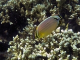 Chaetodon-lunulatus;coast;coastal;coasts;coral;coral-reef;coral-reefs;corals;diving;Fij;Fiji;Fiji-Islands;fish;fishes;island;islands;Malolo-Lailai-Is;Malolo-Lailai-Island;Malololailai-Is;Malololailai-Island;Mamanuca-Group;Mamanuca-Is;Mamanuca-Island-Group;Mamanuca-Islands;Mamanucas;marine;marine-environment;marine-life;marinelife;ocean;oceanlife;Oval-Butterflyfish;Pacific;Pacific-Island;Pacific-Islands;Plantation-Is;Plantation-Is-Resort;Plantation-Island;Plantation-Island-Resort;Red_finned-Butterflyfish;Redfin-butterflyfish;reef;reefs;sea;sealife;snorkelling;South-Pacific;tropical-fish;tropical-island;tropical-islands;tropical-reef;tropical-reefs;under-water;under_water;undersea;underwater;underwater-photo;underwater-photography;underwater-photos;water