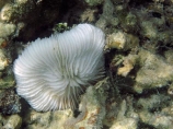 coast;coastal;coasts;coral;coral-reef;coral-reefs;corals;diving;Fij;Fiji;Fiji-Islands;fishes;island;islands;Malolo-Lailai-Is;Malolo-Lailai-Island;Malololailai-Is;Malololailai-Island;Mamanuca-Group;Mamanuca-Is;Mamanuca-Island-Group;Mamanuca-Islands;Mamanucas;marine;marine-life;marinelife;mushroom-coral;mushroom-corals;ocean;oceanlife;Pacific;Pacific-Island;Pacific-Islands;Plantation-Is;Plantation-Is-Resort;Plantation-Island;Plantation-Island-Resort;reef;reefs;sea;sealife;snorkelling;South-Pacific;tropical-island;tropical-islands;tropical-reef;tropical-reefs;under-water;under_water;undersea;underwater;underwater-photo;underwater-photography;underwater-photos;water