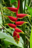 Coral-Coast;Fij;Fiji-Islands;flower;flowers;Hanging-Lobster-Claw;Heliconia-flower;Heliconia-flowers;Heliconia-pendula;Heliconia-pendula-flower;Heliconia-rostrata;heliconias.;Korotogo;Kula-Eco-Park;Kula-Ecopark;Pacific;Sigatoka;South-Pacific;tourist-attraction;tourist-attractions;tropical-flower;tropical-flowers;Viti-Levu;Viti-Levu-Island