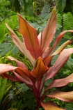 Coral-Coast;Crusoes-Resort;Crusoes-Retreat;Crusoes-Resort;Crusoes-Retreat;Fij;Fiji-Islands;island;islands;leaf;leaves;Pacific;plant;plants;South-Pacific;tropical-plant;tropical-plants;Viti-Levu;Viti-Levu-Is;Viti-Levu-Island