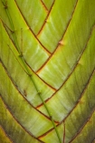 Coral-Coast;Fij;Fiji;Fiji-Islands;frond;fronds;green;Pacific;palm;palm-frond;palm-fronds;palm-tree;palm-trees;palms;pattern;patterns;South-Pacific;Viti-Levu