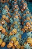 Ananas-comosus;colorful;colourful;commerce;commercial;Fij;Fiji-Islands;food;food-market;food-markets;food-stall;food-stalls;fruit;fruit-and-vegetables;fruit-market;fruit-markets;market;market-place;market_place;marketplace;markets;Pacific;pineapple;pineapples;produce;produce-market;produce-markets;product;products;retail;retailer;retailers;shop;shopping;shops;South-Pacific;stall;stalls;steet-scene;street-scenes;Suva;Suva-Market;Suva-Municipal-Market;Suva-Produce-Market;Viti-Levu;Viti-Levu-Island