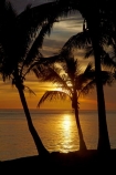bronze;coconut-palm;coconut-palm-tree;coconut-palm-trees;coconut-palms;Coral-Coast;dusk;evening;Fij;Fiji-Islands;Korotogo;nightfall;orange;Pacific;Pacific-Ocean;palm;palm-tree;palm-trees;palms;Sigatoka;silhouette;silhouettes;sky;South-Pacific;sunset;sunsets;tropical-island;tropical-islands;twilight;Viti-Levu;Viti-Levu-Island
