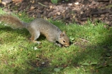 animal;animals;britain;City-of-Westminster;eastern-gray-squirrel;england;Europe;G.B.;GB;great-britain;grey-squirrel;kingdom;london;mammal;mammals;o8l4796;Royal-Parks-of-London;Saint-James-Park;Saint-Jamess-Park;Sciurus-carolinensis;St-James-Park;St-Jamess-Park;St.-James-Park;St.-Jamess-Park;U.K.;uk;united;United-Kingdom;Westminster;wildlife