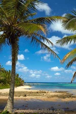 Avana-Harbor;Avana-Harbour;beach;beaches;Cook-Is;Cook-Islands;departure;departure-point;Garden-of-seven-stones;historic;history;Maori;Muri-Lagoon;Pacific;palm;palm-tree;palm-trees;palms;Rarotonga;South-Pacific;tropical;tropical-beach;tropical-island;tropical-islands;tropical-palm-tree
