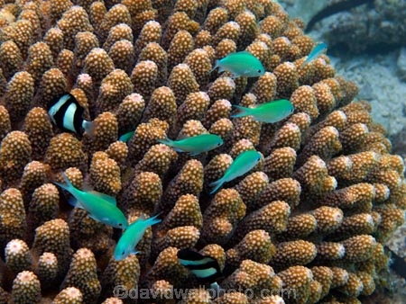 aqua;aquamarine;azure;blue;Blue_green-Chromis;Chromis;Chromis-viridis;Chromises;clean-water;clear-water;coast;coastal;coasts;cobalt;cobalt-blue;cobalt-ultramarine;cobaltultramarine;Cook-Is;Cook-Islands;coral;coral-reef;coral-reefs;Dascyllus;Dascyllus-aruanus;Dascylluses;diving;fish;fishes;Humbug-Dascyllus;marine;marine-environment;marine-life;marinelife;ocean;oceanlife;Pacific;Pacific-Island;Pacific-Islands;paradise;Rarotonga;reef;reefs;sea;sealife;snorkelling;South-Pacific;teal;teal-blue;tropical;tropical-fish;tropical-island;tropical-islands;tropical-paradise;tropical-reef;tropical-reefs;turquoise;ultramarine;under-water;under_water;undersea;underwater;underwater-photo;underwater-photography;underwater-photos;water