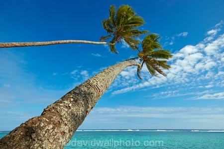 aquamarine;beach;beaches;blue;clean-water;clear-water;coconut-palm;coconut-palms;Cook-Is;Cook-Islands;ocean;Pacific;Pacific-Ocean;palm;palm-tree;palm-trees;palms;paradise;Rarotonga;sea;South-Pacific;tropcial-water;tropical;tropical-beach;tropical-island;tropical-islands;tropical-palm-tree;turquoise;two