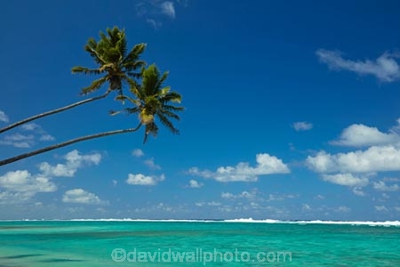 aquamarine;beach;beaches;blue;clean-water;clear-water;cobalt-blue;cobalt-ultramarine;cobaltultramarine;coconut-palm;coconut-palms;Cook-Is;Cook-Islands;ocean;Pacific;Pacific-Ocean;palm;palm-tree;palm-trees;palms;paradise;Rarotonga;sea;South-Pacific;tropcial-water;tropical;tropical-beach;tropical-island;tropical-islands;tropical-palm-tree;turquoise;twin;two