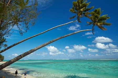 aquamarine;beach;beaches;blue;clean-water;clear-water;cobalt-blue;cobalt-ultramarine;cobaltultramarine;coconut-palm;coconut-palms;Cook-Is;Cook-Islands;ocean;Pacific;Pacific-Ocean;palm;palm-tree;palm-trees;palms;paradise;Rarotonga;sea;South-Pacific;tropcial-water;tropical;tropical-beach;tropical-island;tropical-islands;tropical-palm-tree;turquoise;two