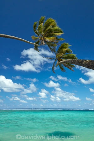 aquamarine;beach;beaches;blue;clean-water;clear-water;cobalt-blue;cobalt-ultramarine;cobaltultramarine;coconut-palm;coconut-palms;Cook-Is;Cook-Islands;ocean;Pacific;Pacific-Ocean;palm;palm-tree;palm-trees;palms;paradise;Rarotonga;sea;South-Pacific;tropcial-water;tropical;tropical-beach;tropical-island;tropical-islands;tropical-palm-tree;turquoise;two