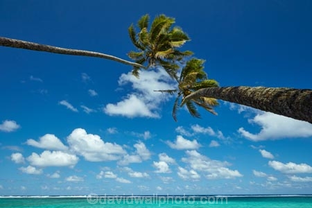 aquamarine;beach;beaches;blue;clean-water;clear-water;coconut-palm;coconut-palms;Cook-Is;Cook-Islands;ocean;Pacific;Pacific-Ocean;palm;palm-tree;palm-trees;palms;paradise;Rarotonga;sea;South-Pacific;tropcial-water;tropical;tropical-beach;tropical-island;tropical-islands;tropical-palm-tree;turquoise;two
