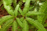 bush;Cook-Is;Cook-Islands;fern;ferns;forest;forests;green;lush;Mt-Raemaru;Pacific;Raemaru-Mountain;Raemaru-Mtn;Rarotonga;South-Pacific;Takitoa-Ridge;Takitoa-Ridge-Track;Takitoa-Track;tropical-forest;tropical-forests