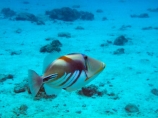 aqua;aquamarine;azure;blue;clean-water;clear-water;coast;coastal;coasts;cobalt;cobalt-blue;cobalt-ultramarine;cobaltultramarine;Cook-Is;Cook-Islands;coral;coral-reef;coral-reefs;diving;fish;fishes;marine;marine-environment;marine-life;marinelife;ocean;oceanlife;Pacific;Pacific-Island;Pacific-Islands;paradise;Picasso-Triggerfish;Picasso-Triggerfishes;Rarotonga;reef;reefs;Rhinecanthus-aculeatus;sea;sealife;snorkelling;South-Pacific;teal;teal-blue;Triggerfish;Triggerfishes;tropcial-water;tropical;tropical-fish;tropical-island;tropical-islands;tropical-paradise;tropical-reef;tropical-reefs;turquoise;ultramarine;under-water;under_water;undersea;underwater;underwater-photo;underwater-photography;underwater-photos;water