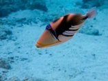 aqua;aquamarine;azure;blue;clean-water;clear-water;coast;coastal;coasts;cobalt;cobalt-blue;cobalt-ultramarine;cobaltultramarine;Cook-Is;Cook-Islands;coral;coral-reef;coral-reefs;diving;fish;fishes;marine;marine-environment;marine-life;marinelife;ocean;oceanlife;Pacific;Pacific-Island;Pacific-Islands;paradise;Picasso-Triggerfish;Picasso-Triggerfishes;Rarotonga;reef;reefs;Rhinecanthus-aculeatus;sea;sealife;snorkelling;South-Pacific;teal;teal-blue;Triggerfish;Triggerfishes;tropcial-water;tropical;tropical-fish;tropical-island;tropical-islands;tropical-paradise;tropical-reef;tropical-reefs;turquoise;ultramarine;under-water;under_water;undersea;underwater;underwater-photo;underwater-photography;underwater-photos;water