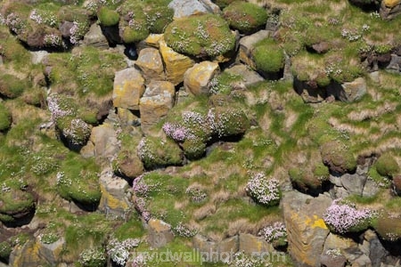 Argyll-and-Bute;basalt-column;basalt-columns;basalt-formation;basalt-formations;basaltic-lava;Britain;columnar-basalt;columnar-jointed-basalt;extrusive-volcanic-rock;flower;flowers;formations;G.B.;GB;geological;geology;Great-Britain;hexagonal-basalt-columns;hexagonally-jointed-basalt-columns;Highlands;Inner-Hebrides;Island-of-Mull;Island-of-Staffa;Isle-of-Mull;Isle-of-Staffa;lava-column;lava-columns;lichen;lichens;Mull;Mull-Island;National-Nature-Reserve;plant;plants;polygonal;rock;rock-column;rock-columns;rock-formation;rock-formations;rock-outcrop;rock-outcrops;rocks;Scotland;Scottish-Highlands;Stafa;Staffa;Staffa-Island;stone;U.K.;UK;United-Kingdom;volcanic-column;volcanic-columns;volcanic-formation;volcanic-formations;volcanic-rock;wild-flower;wild-flowers;wildflower;wildflowers