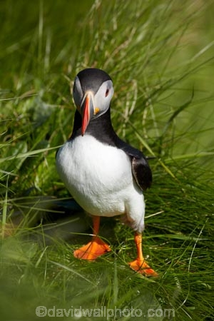 Alcidae;Alcinae;Animal;animals;Argyll-and-Bute;Atlantic-Puffin;Atlantic-Puffins;auk-family;Aves;avian;Beak;Bird;bird-watching;bird_watching;birds;Britain;Charadriiformes;Chordata;coastal;Common-Puffin;Common-Puffins;eco-tourism;eco_tourism;ecotourism;F.-arctica;Fauna;feather;feathers;Fratercula;Fratercula-arctica;Fraterculini;G.B.;GB;Great-Britain;Highlands;Inner-Hebrides;Island-of-Mull;Island-of-Staffa;Isle-of-Mull;Isle-of-Staffa;Lari;marine;Mull;Mull-Island;National-Nature-Reserve;Natural;natural-history;nature;Neoaves;Neognathae;Neornithes;Ornithology;pelagic-bird;pelagic-birds;puffin;puffins;Scotland;Scottish-Highlands;seabird-species;Stafa;Staffa;Staffa-Island;U.K.;UK;United-Kingdom;wild;wildlife