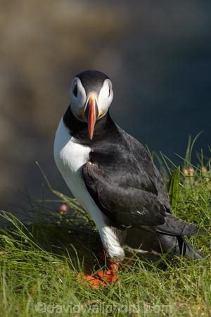Alcidae;Alcinae;Animal;animals;Argyll-and-Bute;Atlantic-Puffin;Atlantic-Puffins;auk-family;Aves;avian;Beak;Bird;bird-watching;bird_watching;birds;Britain;Charadriiformes;Chordata;coastal;Common-Puffin;Common-Puffins;eco-tourism;eco_tourism;ecotourism;F.-arctica;Fauna;feather;feathers;Fratercula;Fratercula-arctica;Fraterculini;G.B.;GB;Great-Britain;Highlands;Inner-Hebrides;Island-of-Mull;Island-of-Staffa;Isle-of-Mull;Isle-of-Staffa;Lari;marine;Mull;Mull-Island;National-Nature-Reserve;Natural;natural-history;nature;Neoaves;Neognathae;Neornithes;Ornithology;pelagic-bird;pelagic-birds;puffin;puffins;Scotland;Scottish-Highlands;seabird-species;Stafa;Staffa;Staffa-Island;U.K.;UK;United-Kingdom;wild;wildlife