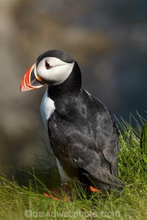 Alcidae;Alcinae;Animal;animals;Argyll-and-Bute;Atlantic-Puffin;Atlantic-Puffins;auk-family;Aves;avian;Beak;Bird;bird-watching;bird_watching;birds;Britain;Charadriiformes;Chordata;coastal;Common-Puffin;Common-Puffins;eco-tourism;eco_tourism;ecotourism;F.-arctica;Fauna;feather;feathers;Fratercula;Fratercula-arctica;Fraterculini;G.B.;GB;Great-Britain;Highlands;Inner-Hebrides;Island-of-Mull;Island-of-Staffa;Isle-of-Mull;Isle-of-Staffa;Lari;marine;Mull;Mull-Island;National-Nature-Reserve;Natural;natural-history;nature;Neoaves;Neognathae;Neornithes;Ornithology;pelagic-bird;pelagic-birds;puffin;puffins;Scotland;Scottish-Highlands;seabird-species;Stafa;Staffa;Staffa-Island;U.K.;UK;United-Kingdom;wild;wildlife