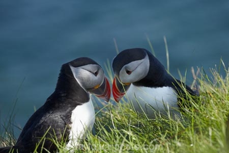 Alcidae;Alcinae;Animal;animals;Argyll-and-Bute;Atlantic-Puffin;Atlantic-Puffins;auk-family;Aves;avian;Beak;Bird;bird-watching;bird_watching;birds;Britain;Charadriiformes;Chordata;coastal;Common-Puffin;Common-Puffins;eco-tourism;eco_tourism;ecotourism;F.-arctica;Fauna;feather;feathers;Fratercula;Fratercula-arctica;Fraterculini;G.B.;GB;Great-Britain;Highlands;Inner-Hebrides;Island-of-Mull;Island-of-Staffa;Isle-of-Mull;Isle-of-Staffa;Lari;marine;Mull;Mull-Island;National-Nature-Reserve;Natural;natural-history;nature;Neoaves;Neognathae;Neornithes;Ornithology;pelagic-bird;pelagic-birds;puffin;puffins;Scotland;Scottish-Highlands;seabird-species;Stafa;Staffa;Staffa-Island;U.K.;UK;United-Kingdom;wild;wildlife