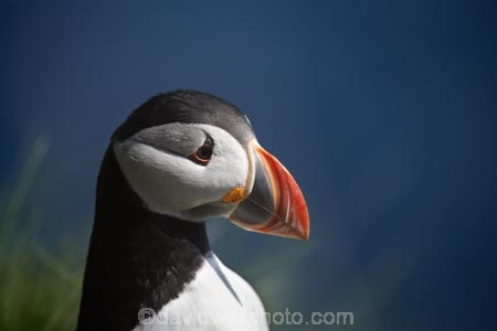 Alcidae;Alcinae;Animal;animals;Argyll-and-Bute;Atlantic-Puffin;Atlantic-Puffins;auk-family;Aves;avian;Beak;Bird;bird-watching;bird_watching;birds;Britain;Charadriiformes;Chordata;coastal;Common-Puffin;Common-Puffins;eco-tourism;eco_tourism;ecotourism;F.-arctica;Fauna;feather;feathers;Fratercula;Fratercula-arctica;Fraterculini;G.B.;GB;Great-Britain;Highlands;Inner-Hebrides;Island-of-Mull;Island-of-Staffa;Isle-of-Mull;Isle-of-Staffa;Lari;marine;Mull;Mull-Island;National-Nature-Reserve;Natural;natural-history;nature;Neoaves;Neognathae;Neornithes;Ornithology;pelagic-bird;pelagic-birds;puffin;puffins;Scotland;Scottish-Highlands;seabird-species;Stafa;Staffa;Staffa-Island;U.K.;UK;United-Kingdom;wild;wildlife