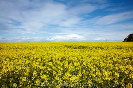 agricultural;agriculture;Banffshire;blue-amp;-yellow;blue-and-yellow;blue-skies;blue-sky;Britain;British-Isles;Buckie;country;countryside;crop;crops;farm;farming;farmland;farms;field;fields;G.B.;GB;Great-Britain;horticulture;meadow;meadows;Moray;Moray-Firth-coast;paddock;paddocks;pasture;pastures;plant;plants;rape-field;rape-fields;rapeseed;rapeseed-field;rapeseed-fields;rapeseeds;rural;Scotland;U.K.;UK;United-Kingdom;yellow;yellow-amp;-blue;yellow-and-blue;yellow-field;yellow-fields