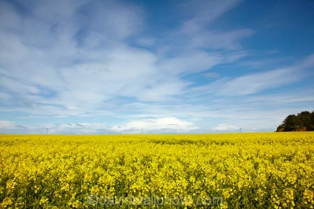 agricultural;agriculture;Banffshire;blue-amp;-yellow;blue-and-yellow;blue-skies;blue-sky;Britain;British-Isles;Buckie;country;countryside;crop;crops;farm;farming;farmland;farms;field;fields;G.B.;GB;Great-Britain;horticulture;meadow;meadows;Moray;Moray-Firth-coast;paddock;paddocks;pasture;pastures;plant;plants;rape-field;rape-fields;rapeseed;rapeseed-field;rapeseed-fields;rapeseeds;rural;Scotland;U.K.;UK;United-Kingdom;yellow;yellow-amp;-blue;yellow-and-blue;yellow-field;yellow-fields