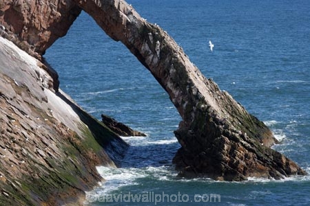 Banffshire;Bow-Fiddle-Rock;Britain;British-Isles;coast;coastal;coastline;coastlines;coasts;foreshore;G.B.;GB;geological;geology;Great-Britain;island;islands;large-sea-arch;Moray;Moray-Firth;natural-arch;natural-arches;natural-bridge;natural-bridges;natural-geological-formation;natural-geological-formations;North-Sea;northeast-Scotland;ocean;Portknockie;quartzite-rock;rock;rock-arch;rock-arches;rock-formation;rock-formations;rock-outcrop;rock-outcrops;rock-tor;rock-torr;rock-torrs;rock-tors;rocks;rocky;Scotland;sea;sea-arch;sea-arches;shore;shoreline;shorelines;shores;stone;U.K.;UK;United-Kingdom;unusual-natural-feature;unusual-natural-features;unusual-natural-formation;unusual-natural-formations;water