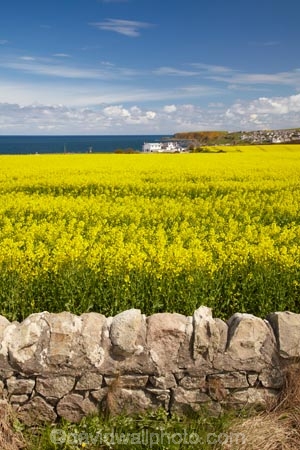 agricultural;agriculture;Banffshire;blue-amp;-yellow;blue-and-yellow;blue-skies;blue-sky;Britain;British-Isles;country;countryside;crop;crops;Cullen;dry-stone-wall;dry-stone-walls;drystone-wall;drystone-walls;farm;farming;farmland;farms;field;fields;G.B.;GB;Great-Britain;horticulture;meadow;meadows;Moray;paddock;paddocks;pasture;pastures;plant;plants;rape-field;rape-fields;rapeseed;rapeseed-field;rapeseed-fields;rapeseeds;rock-wall;rock-walls;rural;Scotland;stone-wall;stone-walls;U.K.;UK;United-Kingdom;yellow;yellow-amp;-blue;yellow-and-blue;yellow-field;yellow-fields