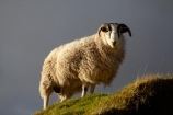 agricultural;agriculture;An-t_Eilean-Sgitheanach;Britain;country;countryside;Eilean-Che�;farm;farming;farmland;farms;field;fields;G.B.;GB;Great-Britain;Highlands;Inner-Hebrides;Island-of-Skye;Isle-of-Skye;livestock;meadow;meadows;paddock;paddocks;pasture;pastures;ram;rams;rural;Scotland;Scottish-Highands;sheep;Skye;stock;Trotternish-Peninsula;U.K.;UK;United-Kingdom;wool;wooly