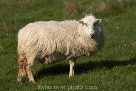 agricultural;agriculture;Animal;Animals;Britain;British-Isles;country;countryside;Cymru;ewe;ewes;farm;Farm-animals;farming;farmland;farms;field;fields;G.B.;GB;Great-Britain;herbivore;herbivores;herbivorous;livestock;mammal;mammals;meadow;meadows;Outdoor;Outdoors;Outside;paddock;paddocks;pasture;pastures;rural;sheep;stock;U.K.;UK;United-Kingdom;Wales;white;wool;woolly;wooly