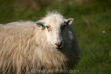 agricultural;agriculture;Animal;Animals;Britain;British-Isles;country;countryside;Cymru;ewe;ewes;farm;Farm-animals;farming;farmland;farms;field;fields;G.B.;GB;Great-Britain;herbivore;herbivores;herbivorous;livestock;mammal;mammals;meadow;meadows;Outdoor;Outdoors;Outside;paddock;paddocks;pasture;pastures;rural;sheep;stock;U.K.;UK;United-Kingdom;Wales;white;wool;woolly;wooly