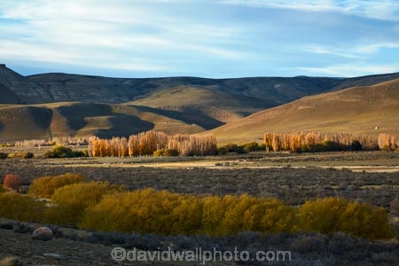 Argentina;Argentine-Patagonia;Argentine-Republic;autumn;El-Calafate;fall;Latin-America;National-Route-40;Patagonia;Patagonian;poplar;poplar-trees;Route-40;Route-Forty;Ruta-40;Ruta-Nacional-40;Santa-Cruz-Province;South-America;South-Argentina;Southern-Argentina;Sth-America;travel;willow;willow-trees