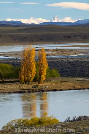 Argentina;Argentine-Patagonia;Argentine-Republic;autuminal;autumn;autumn-colour;autumn-colours;autumnal;color;colors;colour;colours;deciduous;fall;gold;golden;La-Leona-River;Latin-America;leaf;leaves;National-Route-40;Patagonia;Patagonian;poplar;poplar-tree;poplar-trees;poplars;Rio-La-Leona;Route-40;Route-Forty;Ruta-40;Ruta-Nacional-40;Santa-Cruz-Province;season;seasonal;seasons;South-America;South-Argentina;Southern-Argentina;Sth-America;travel;tree;trees;yellow