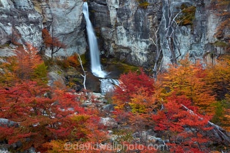 Argentina;Argentine-Patagonia;Argentine-Republic;autuminal;autumn;autumn-colour;autumn-colours;autumnal;beech;beech-tree;beech-trees;beeches;cascade;cascades;Chorrillo-del-Salto;Chorrillo-Waterfall;color;colors;colour;colours;deciduous;El-Chalten;El-Chorrillo-Waterfall;fall;falls;Glacier-National-Park;gold;golden;Latin-America;leaf;leaves;lenga;lenga-beech;lengas;Los-Glaciares;Los-Glaciares-N.P.;Los-Glaciares-National-Park;Los-Glaciares-NP;national-park;national-parks;natural;nature;Northofagus;Northofagus-pumilio;NP;orange;park;parks;Parque-Nacional-Los-Glaciares;Patagonia;Patagonian;Salto-El-Chorrillo;Santa-Cruz-Province;scene;scenic;season;seasonal;seasons;South-America;South-Argentina;Southern-Argentina;southern-beech;southern-beeches;Sth-America;travel;tree;trees;UN-world-heritage-area;UN-world-heritage-site;UNESCO-World-Heritage-area;UNESCO-World-Heritage-Site;united-nations-world-heritage-area;united-nations-world-heritage-site;water;water-fall;water-falls;waterfall;waterfalls;wet;world-heritage;world-heritage-area;world-heritage-areas;World-Heritage-Park;World-Heritage-site;World-Heritage-Sites;yellow