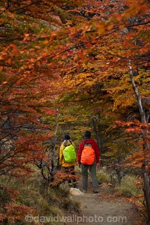 Argentina;Argentine-Patagonia;Argentine-Republic;autuminal;autumn;autumn-colour;autumn-colours;autumnal;beech;beech-tree;beech-trees;beeches;color;colors;colour;colours;deciduous;El-Chalten;fall;Glacier-National-Park;gold;golden;hiker;hikers;hiking;hiking-path;hiking-paths;hiking-trail;hiking-trails;Latin-America;leaf;leaves;lenga;lenga-beech;lengas;Los-Glaciares;Los-Glaciares-N.P.;Los-Glaciares-National-Park;Los-Glaciares-NP;M.R.;model-release;model-released;MR;national-park;national-parks;Northofagus;Northofagus-pumilio;NP;park;parks;Parque-Nacional-Los-Glaciares;Patagonia;Patagonian;path;paths;pathway;pathways;people;person;route;routes;Santa-Cruz-Province;season;seasonal;seasons;South-America;South-Argentina;Southern-Argentina;southern-beech;southern-beeches;Sth-America;track;tracks;trail;trails;tramper;trampers;tramping;tramping-trail;tramping-trails;tree;trees;trekker;trekkers;trekking;UN-world-heritage-area;UN-world-heritage-site;UNESCO-World-Heritage-area;UNESCO-World-Heritage-Site;united-nations-world-heritage-area;united-nations-world-heritage-site;walker;walkers;walking;walking-path;walking-paths;walking-trail;walking-trails;walkway;walkways;world-heritage;world-heritage-area;world-heritage-areas;World-Heritage-Park;World-Heritage-site;World-Heritage-Sites;yellow