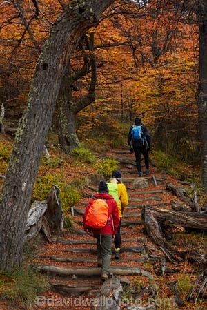 Argentina;Argentine-Patagonia;Argentine-Republic;autuminal;autumn;autumn-colour;autumn-colours;autumnal;beech;beech-tree;beech-trees;beeches;color;colors;colour;colours;deciduous;El-Chalten;fall;Glacier-National-Park;gold;golden;hiker;hikers;hiking;hiking-path;hiking-paths;hiking-trail;hiking-trails;Latin-America;leaf;leaves;lenga;lenga-beech;lengas;Los-Glaciares;Los-Glaciares-N.P.;Los-Glaciares-National-Park;Los-Glaciares-NP;M.R.;model-release;model-released;MR;national-park;national-parks;Northofagus;Northofagus-pumilio;NP;park;parks;Parque-Nacional-Los-Glaciares;Patagonia;Patagonian;path;paths;pathway;pathways;people;person;route;routes;Santa-Cruz-Province;season;seasonal;seasons;South-America;South-Argentina;Southern-Argentina;southern-beech;southern-beeches;Sth-America;track;tracks;trail;trails;tramper;trampers;tramping;tramping-trail;tramping-trails;tree;trees;trekker;trekkers;trekking;UN-world-heritage-area;UN-world-heritage-site;UNESCO-World-Heritage-area;UNESCO-World-Heritage-Site;united-nations-world-heritage-area;united-nations-world-heritage-site;walker;walkers;walking;walking-path;walking-paths;walking-trail;walking-trails;walkway;walkways;world-heritage;world-heritage-area;world-heritage-areas;World-Heritage-Park;World-Heritage-site;World-Heritage-Sites;yellow