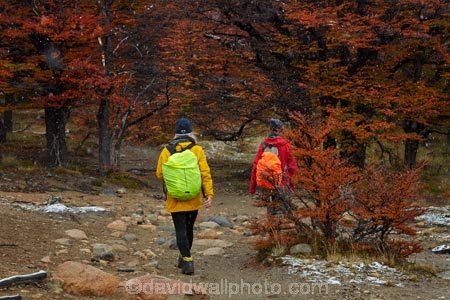 Argentina;Argentine-Patagonia;Argentine-Republic;autuminal;autumn;autumn-colour;autumn-colours;autumnal;beech;beech-tree;beech-trees;beeches;color;colors;colour;colours;deciduous;El-Chalten;fall;Glacier-National-Park;gold;golden;hiker;hikers;hiking;hiking-path;hiking-paths;hiking-trail;hiking-trails;Latin-America;leaf;leaves;lenga;lenga-beech;lengas;Los-Glaciares;Los-Glaciares-N.P.;Los-Glaciares-National-Park;Los-Glaciares-NP;M.R.;model-release;model-released;MR;national-park;national-parks;Northofagus;Northofagus-pumilio;NP;park;parks;Parque-Nacional-Los-Glaciares;Patagonia;Patagonian;path;paths;pathway;pathways;people;person;route;routes;Santa-Cruz-Province;season;seasonal;seasons;South-America;South-Argentina;Southern-Argentina;southern-beech;southern-beeches;Sth-America;track;tracks;trail;trails;tramper;trampers;tramping;tramping-trail;tramping-trails;tree;trees;trekker;trekkers;trekking;UN-world-heritage-area;UN-world-heritage-site;UNESCO-World-Heritage-area;UNESCO-World-Heritage-Site;united-nations-world-heritage-area;united-nations-world-heritage-site;walker;walkers;walking;walking-path;walking-paths;walking-trail;walking-trails;walkway;walkways;world-heritage;world-heritage-area;world-heritage-areas;World-Heritage-Park;World-Heritage-site;World-Heritage-Sites;yellow