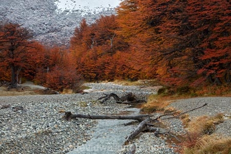 Argentina;Argentine-Patagonia;Argentine-Republic;autuminal;autumn;autumn-colour;autumn-colours;autumnal;beech;beech-tree;beech-trees;beeches;brook;brooks;color;colors;colour;colours;creek;creeks;deciduous;El-Chalten;fall;Glacier-National-Park;gold;golden;Latin-America;leaf;leaves;lenga;lenga-beech;lengas;Los-Glaciares;Los-Glaciares-N.P.;Los-Glaciares-National-Park;Los-Glaciares-NP;national-park;national-parks;Northofagus;Northofagus-pumilio;NP;park;parks;Parque-Nacional-Los-Glaciares;Patagonia;Patagonian;Santa-Cruz-Province;season;seasonal;seasons;South-America;South-Argentina;Southern-Argentina;southern-beech;southern-beeches;Sth-America;stream;streams;tree;trees;UN-world-heritage-area;UN-world-heritage-site;UNESCO-World-Heritage-area;UNESCO-World-Heritage-Site;united-nations-world-heritage-area;united-nations-world-heritage-site;world-heritage;world-heritage-area;world-heritage-areas;World-Heritage-Park;World-Heritage-site;World-Heritage-Sites;yellow