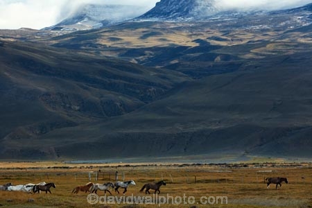 agricultural;agriculture;Argentina;Argentine-Patagonia;Argentine-Republic;country;countryside;El-Chalten;equestrian;farm;farming;farmland;farms;field;fields;horse;horses;Latin-America;meadow;meadows;paddock;paddocks;pasture;pastures;Patagonia;Patagonian;Patagonian-steppe;plain;plains;rural;Santa-Cruz-Province;South-America;South-Argentina;Southern-Argentina;Sth-America;wild-horse;wild-horses